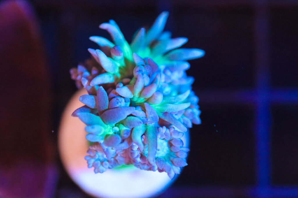 Frag Box Corals