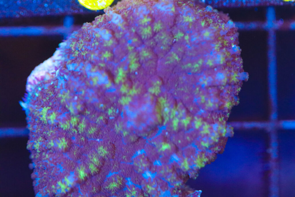 Frag Box Corals