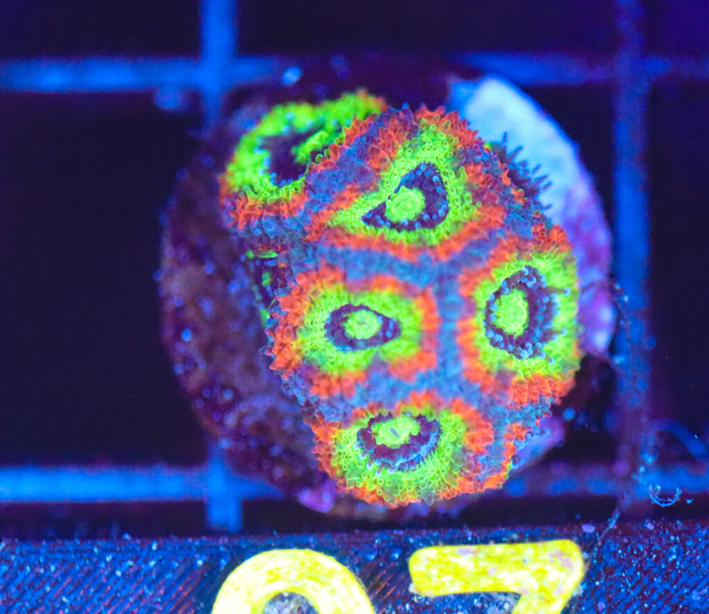 Frag Box Corals