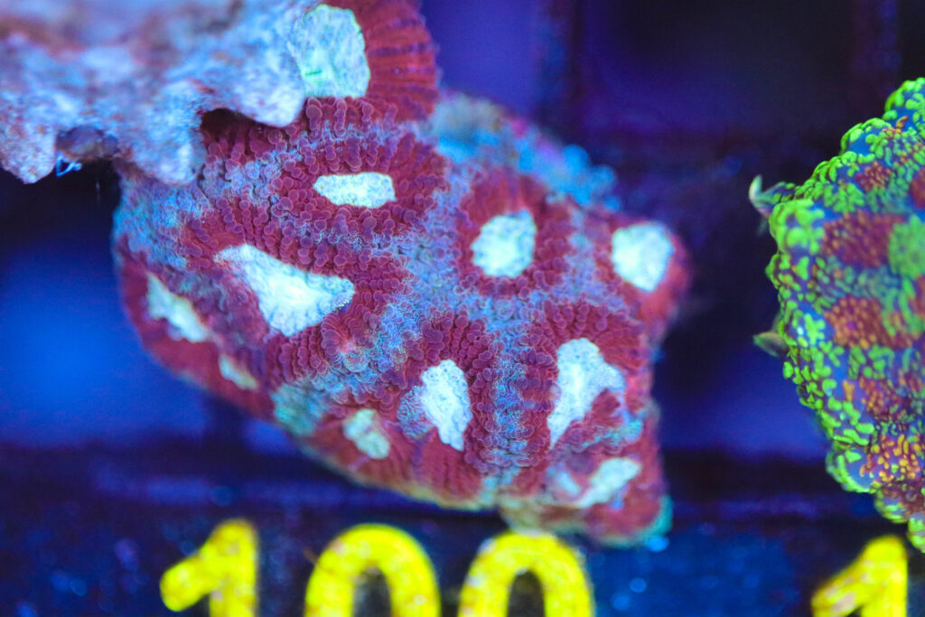 Frag Box Corals