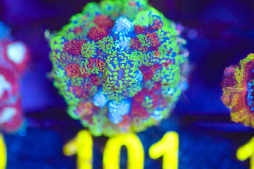 Frag Box Corals