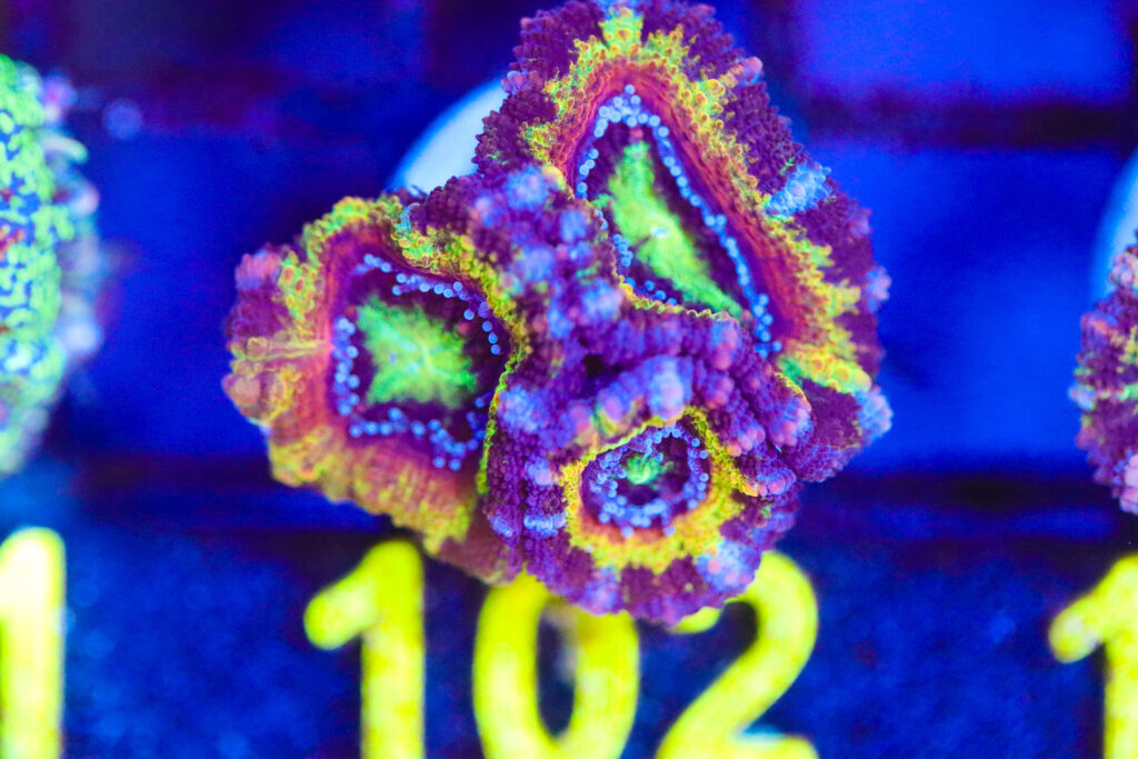 Frag Box Corals