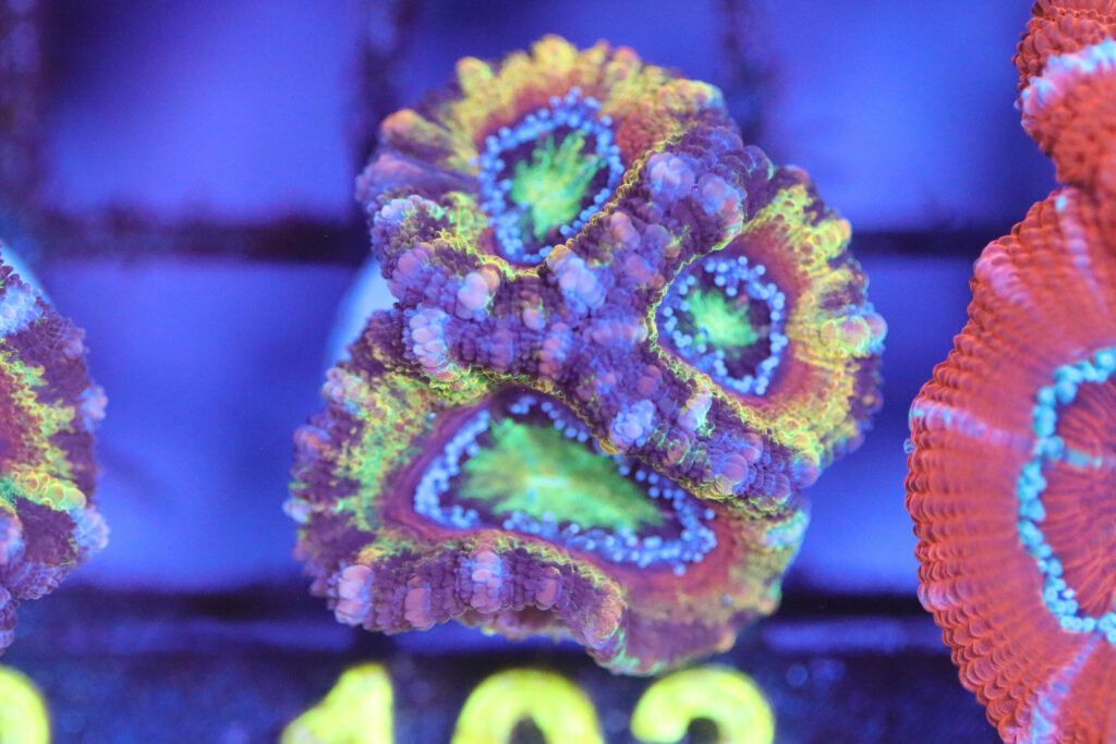 Frag Box Corals