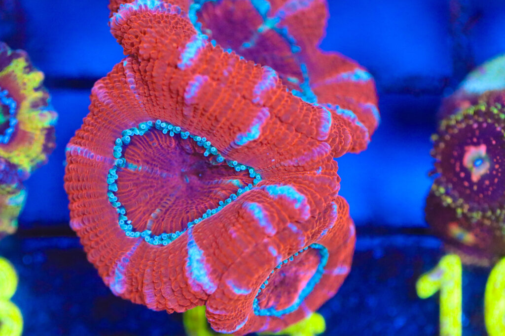 Frag Box Corals