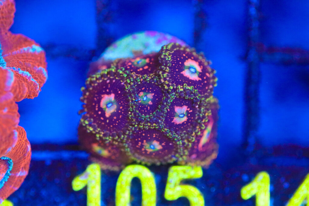 Frag Box Corals