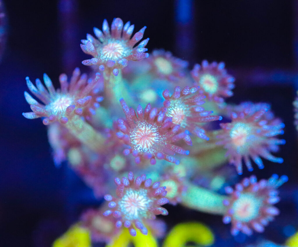 Frag Box Corals