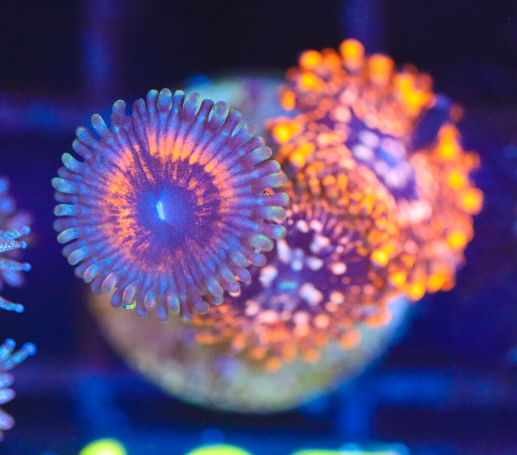 Frag Box Corals