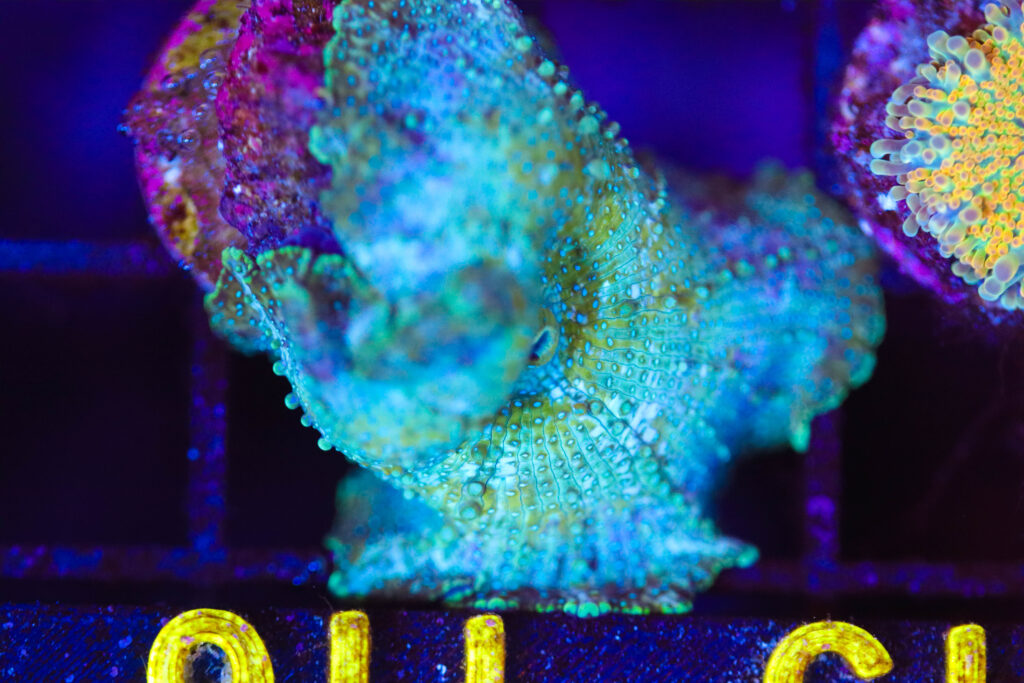 Frag Box Corals