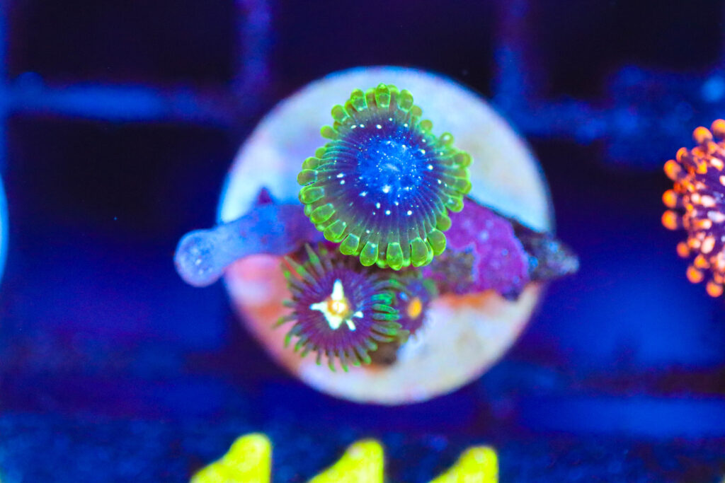 Frag Box Corals