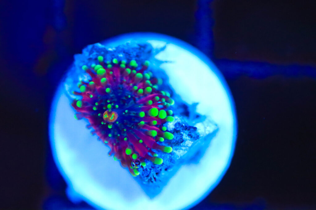 Frag Box Corals
