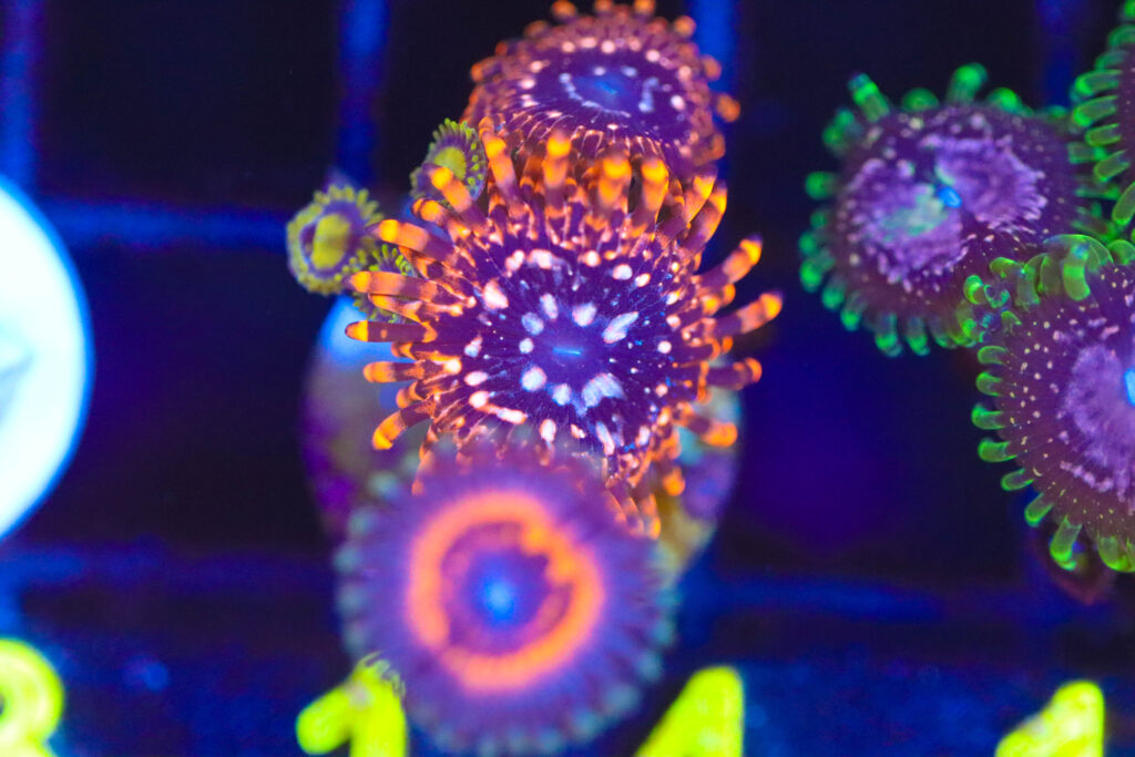 Frag Box Corals