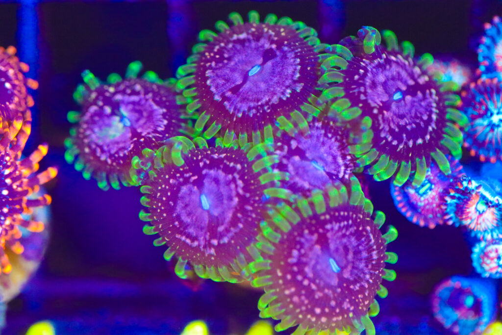 Frag Box Corals