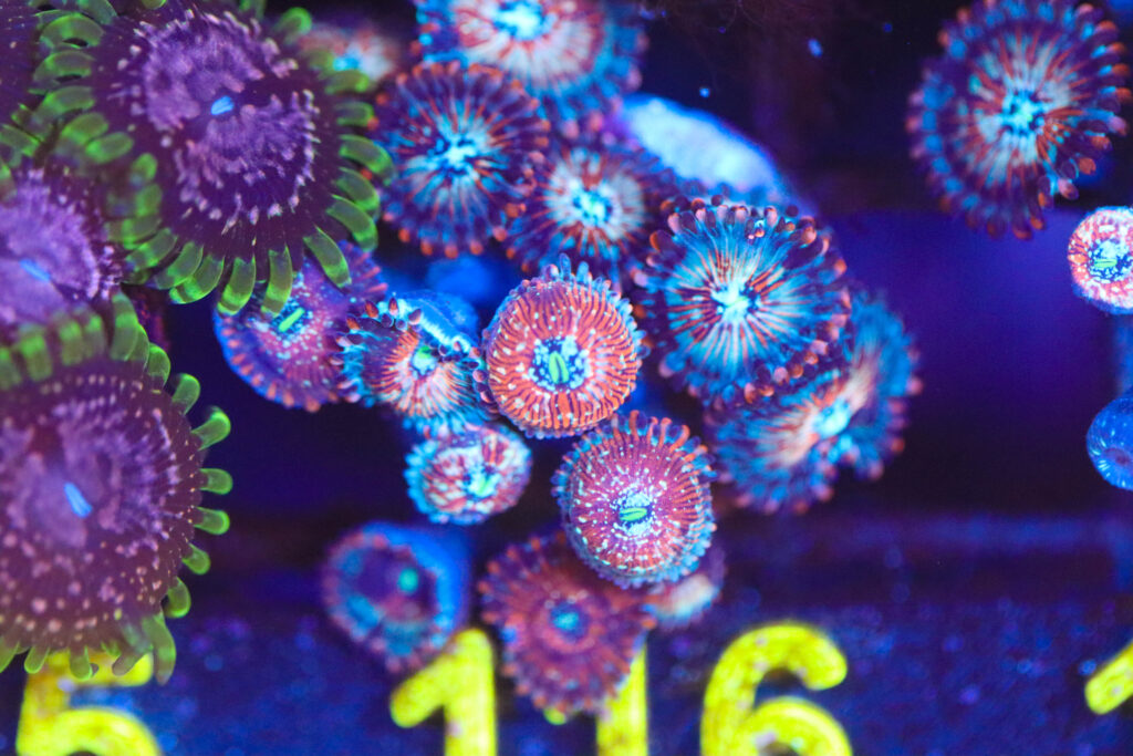 Frag Box Corals