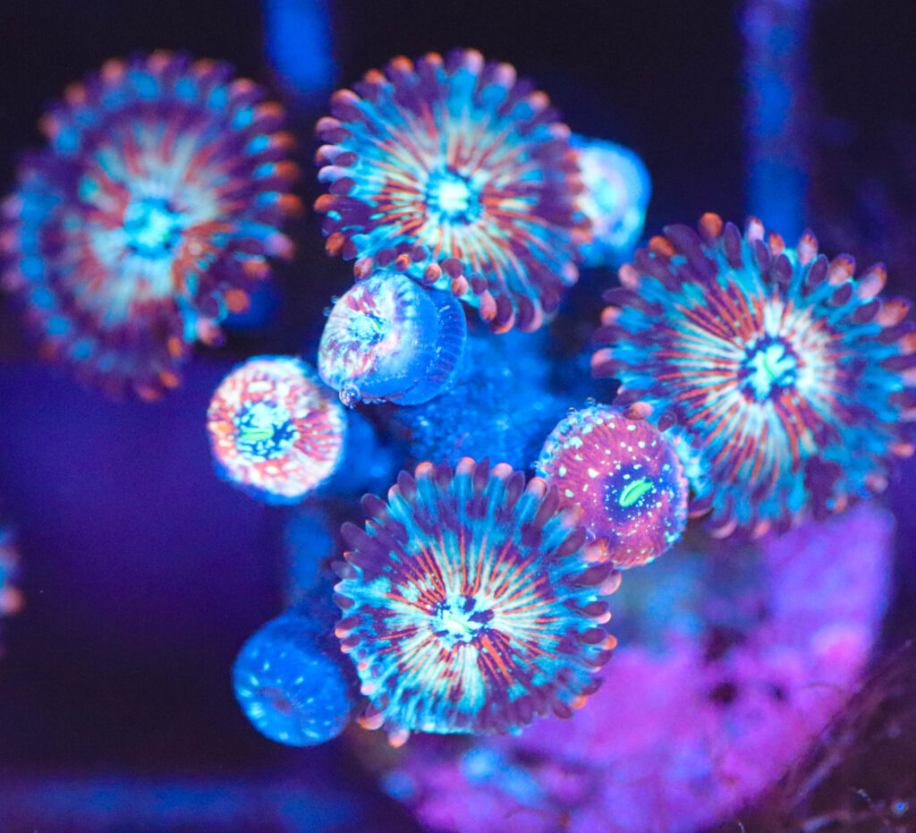 Frag Box Corals