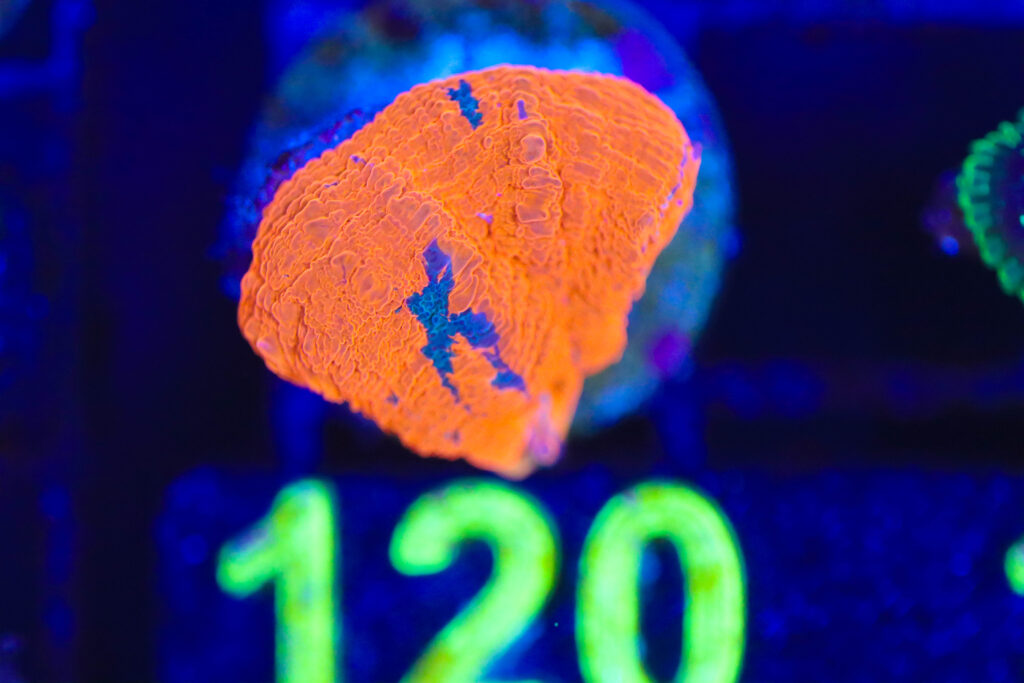 Frag Box Corals