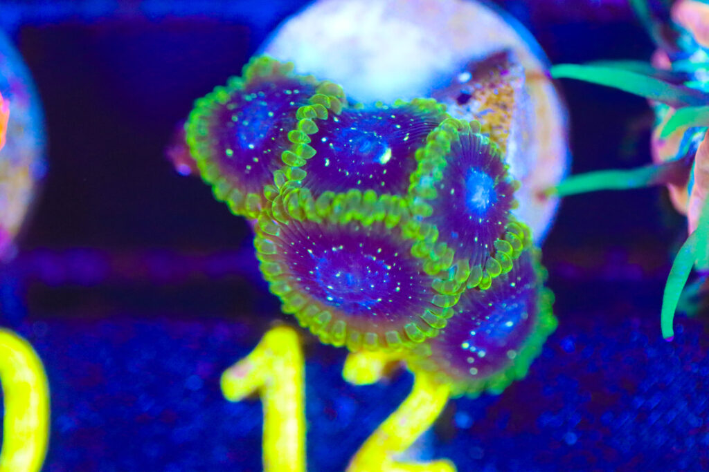 Frag Box Corals