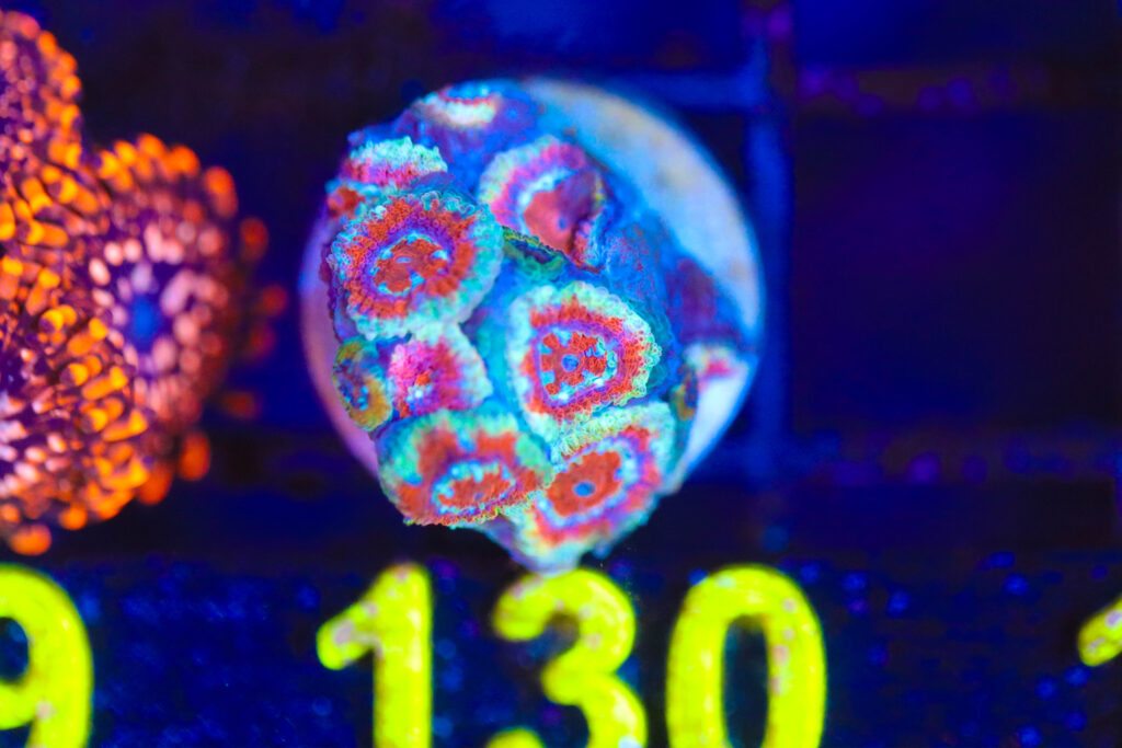 Frag Box Corals