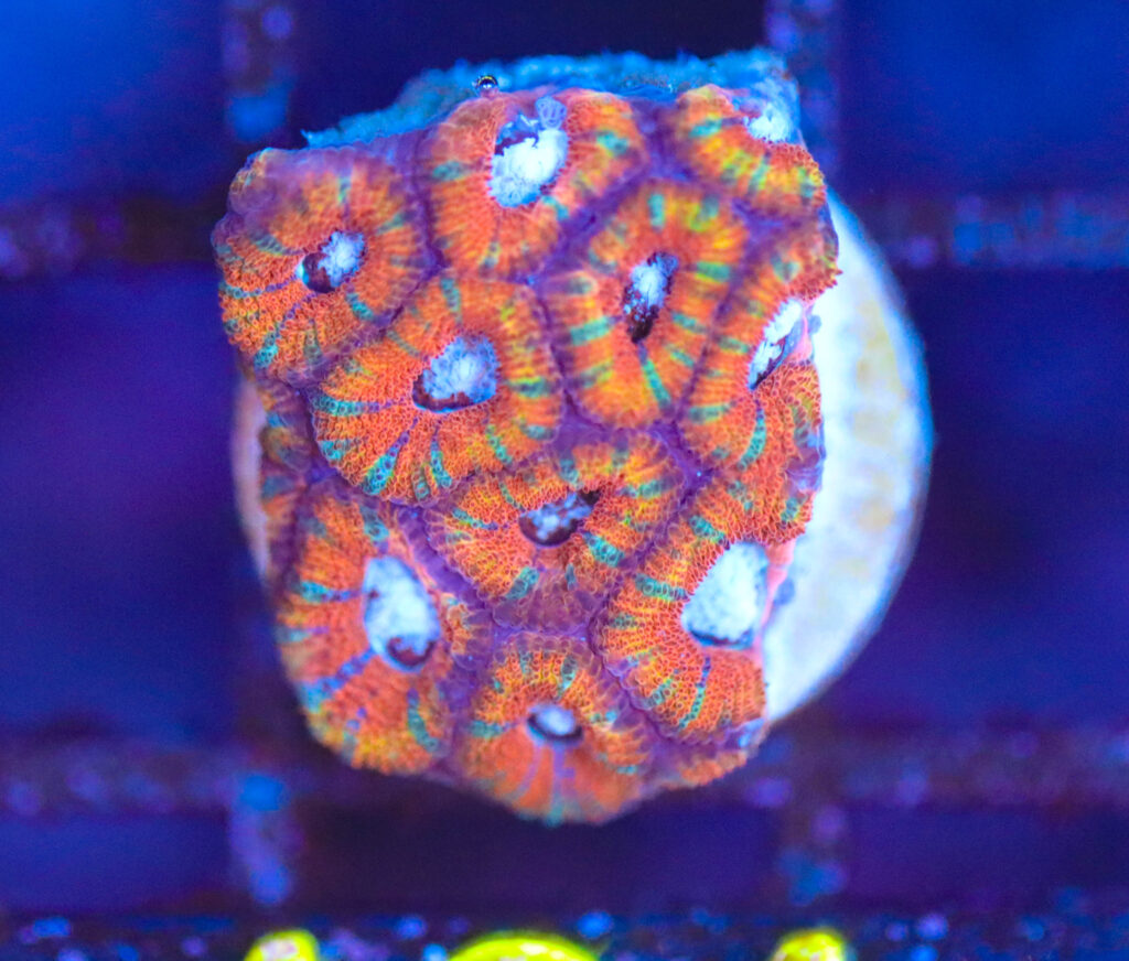 Frag Box Corals