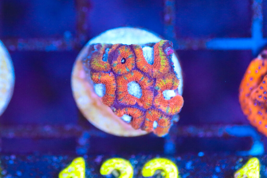 Frag Box Corals