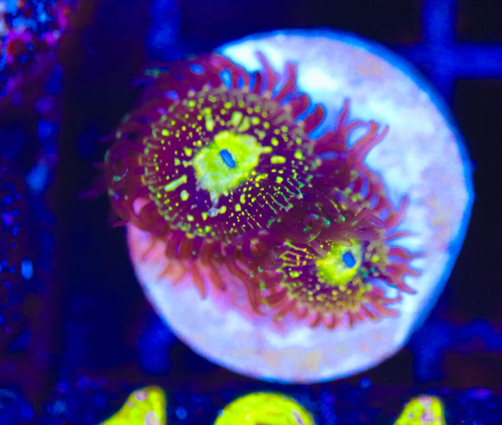 Frag Box Corals