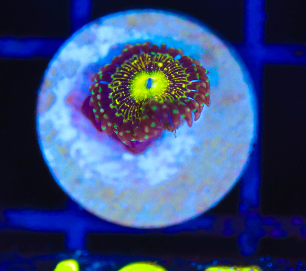 Frag Box Corals