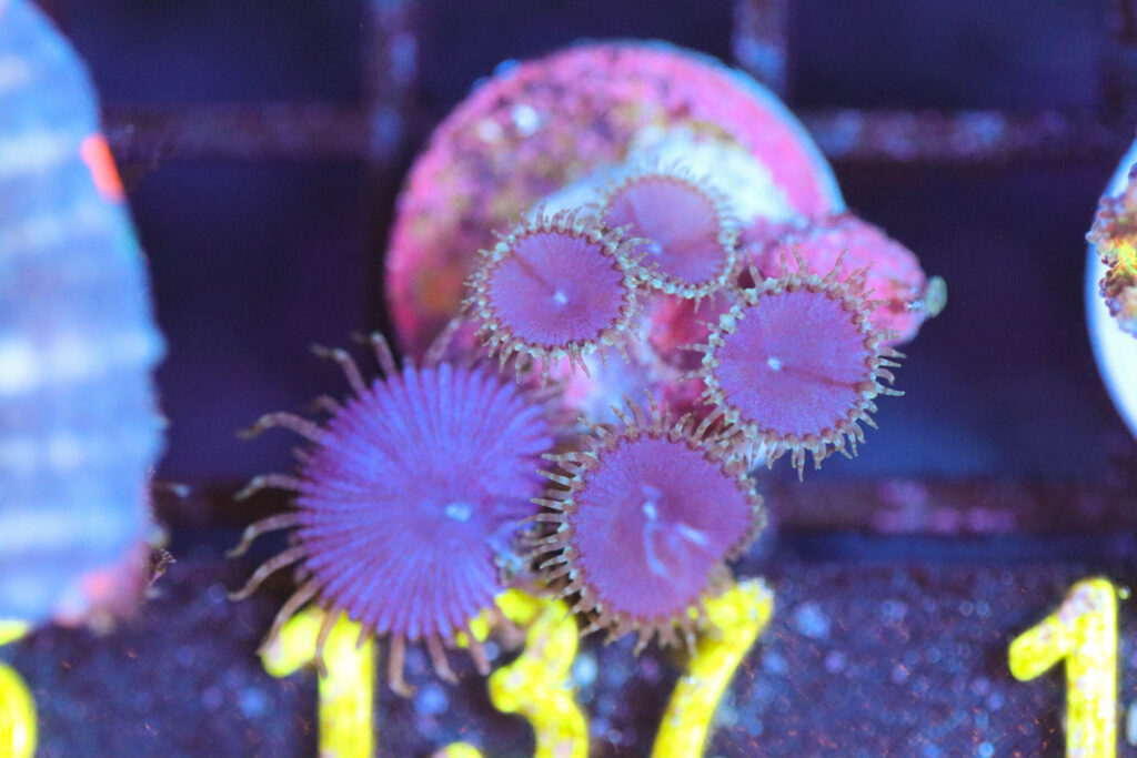 Frag Box Corals