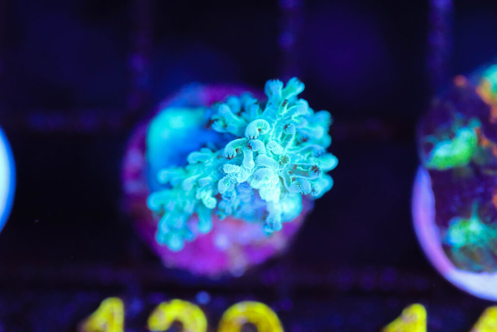 Frag Box Corals