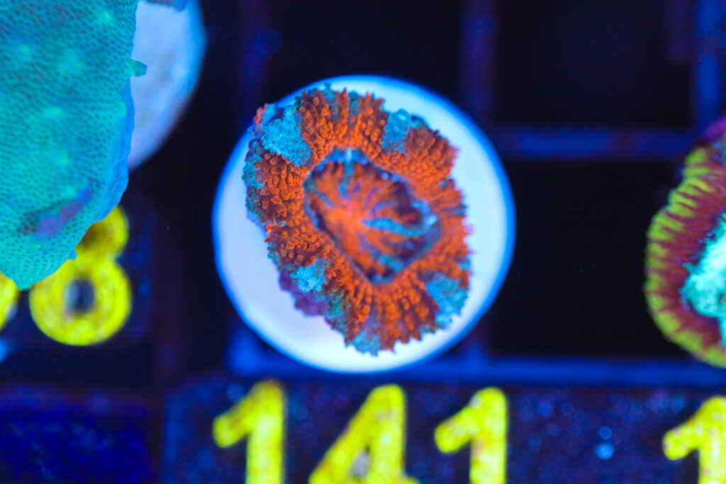 Frag Box Corals