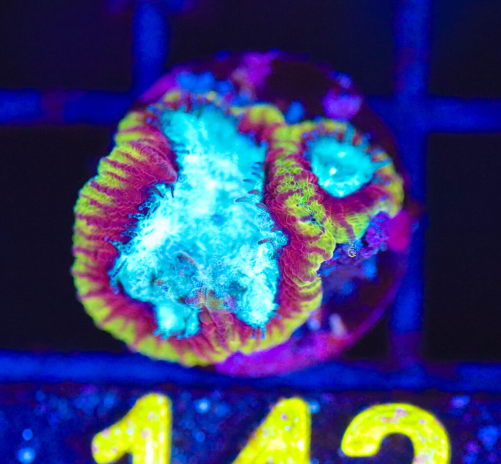 Frag Box Corals