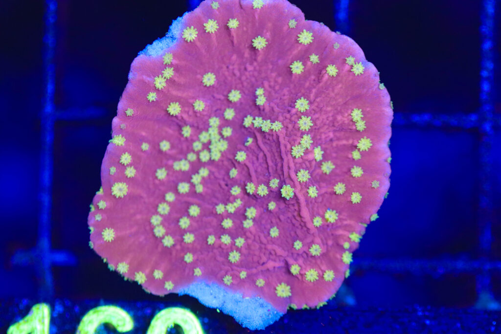 Frag Box Corals