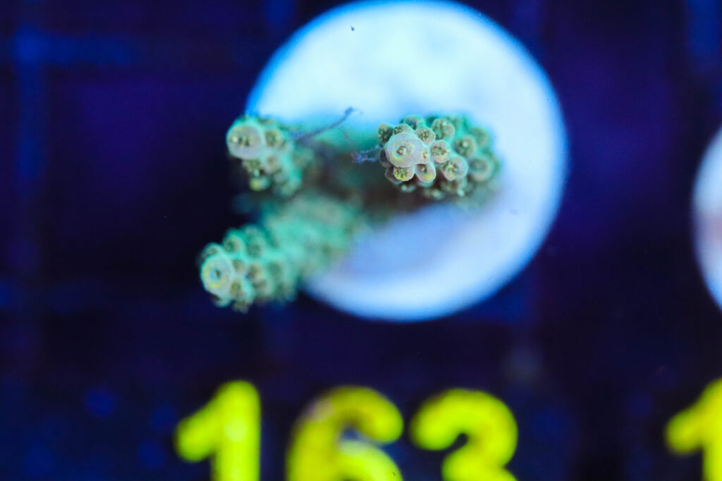 Frag Box Corals