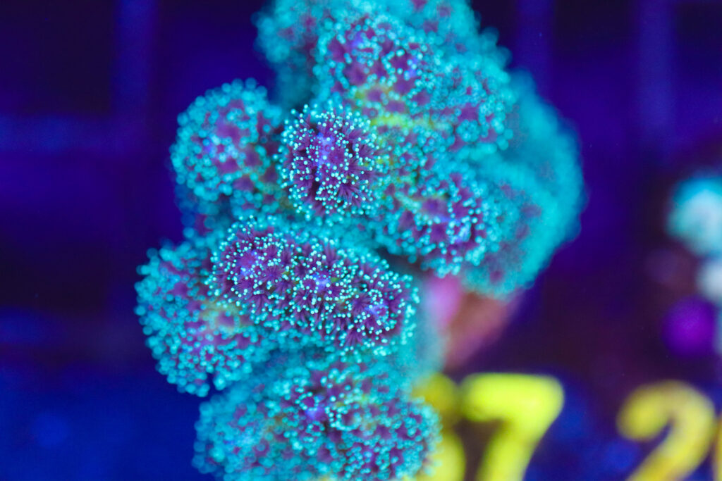Frag Box Corals