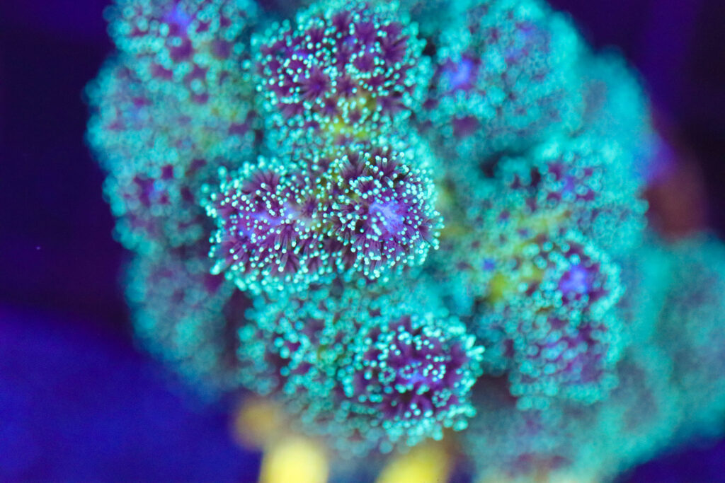 Frag Box Corals