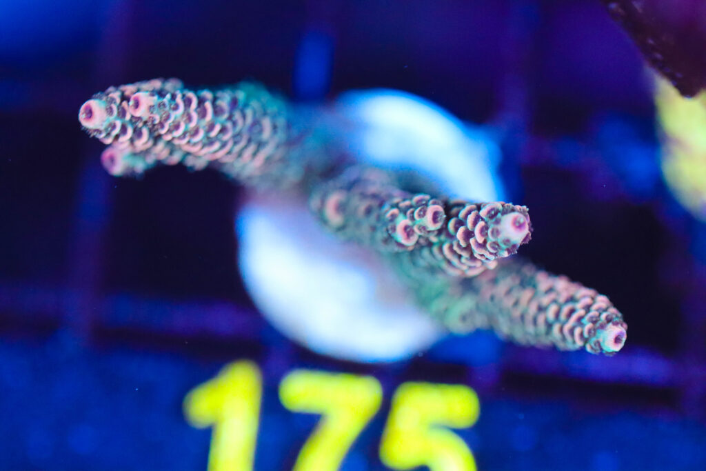 Frag Box Corals