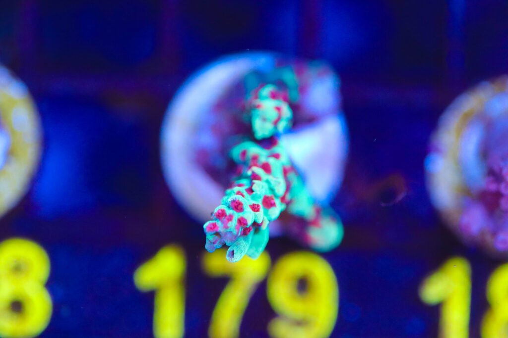 Frag Box Corals