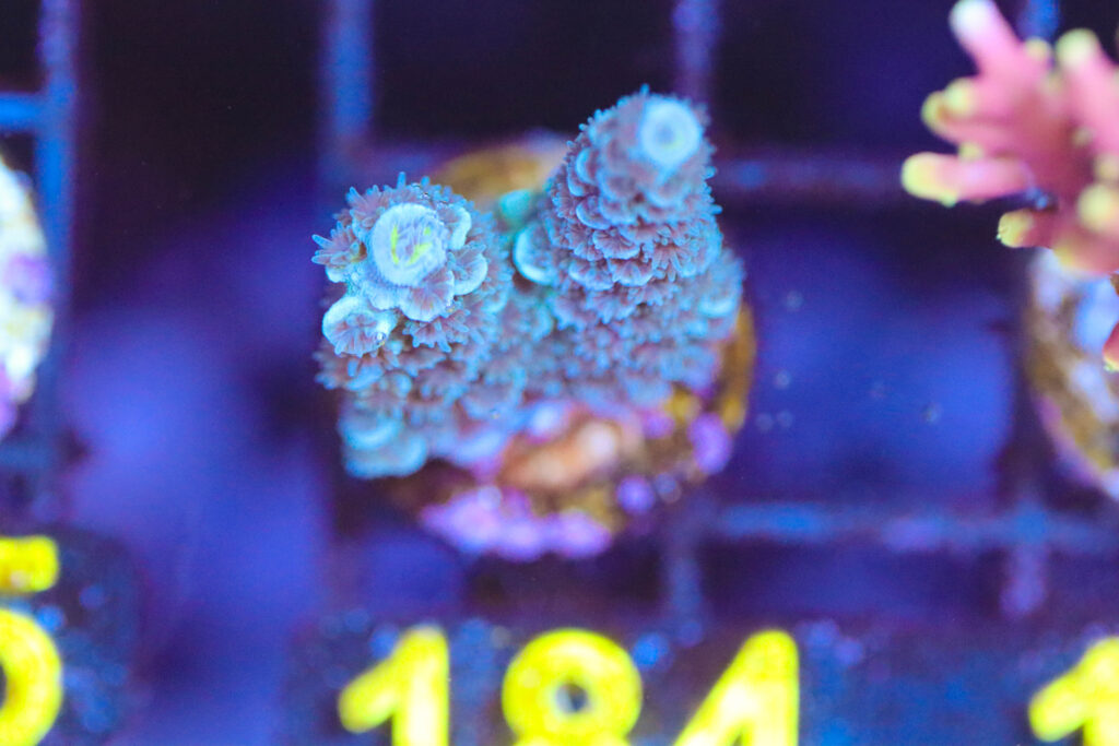 Frag Box Corals