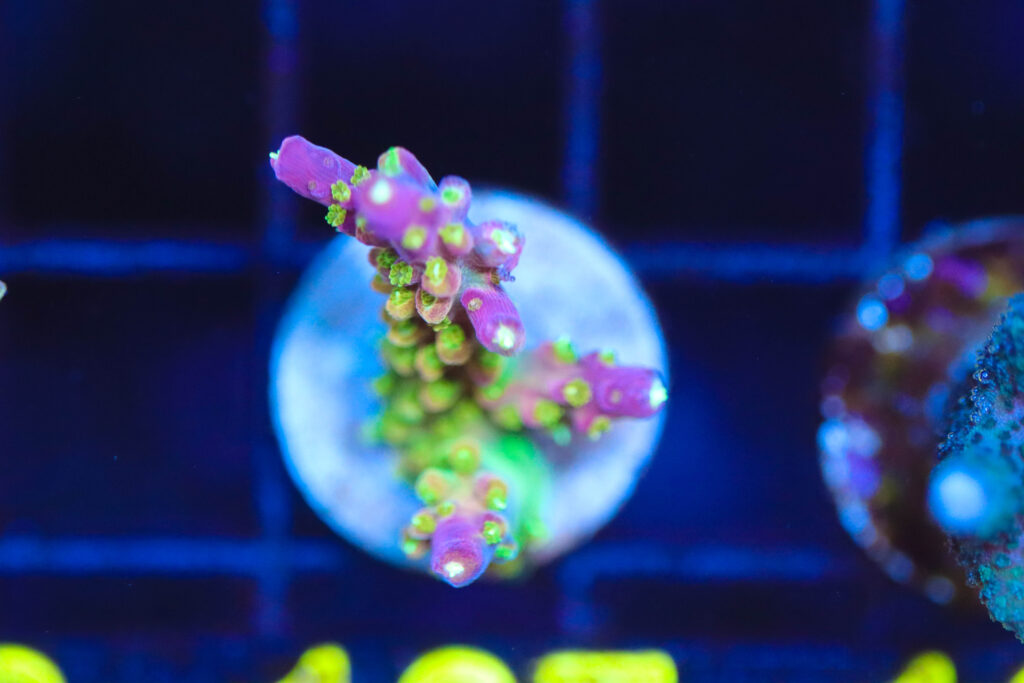 Frag Box Corals
