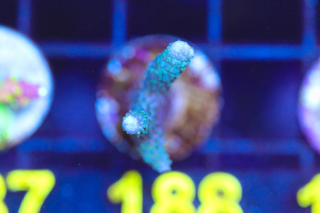 Frag Box Corals
