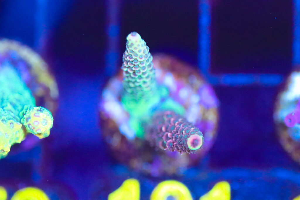 Frag Box Corals