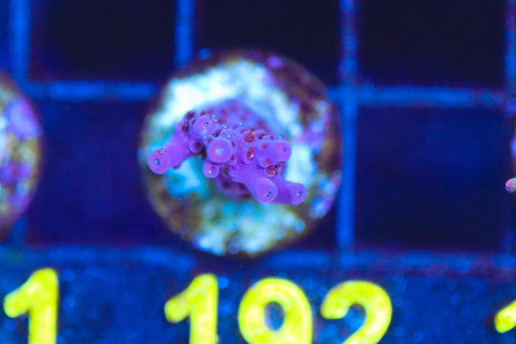 Frag Box Corals