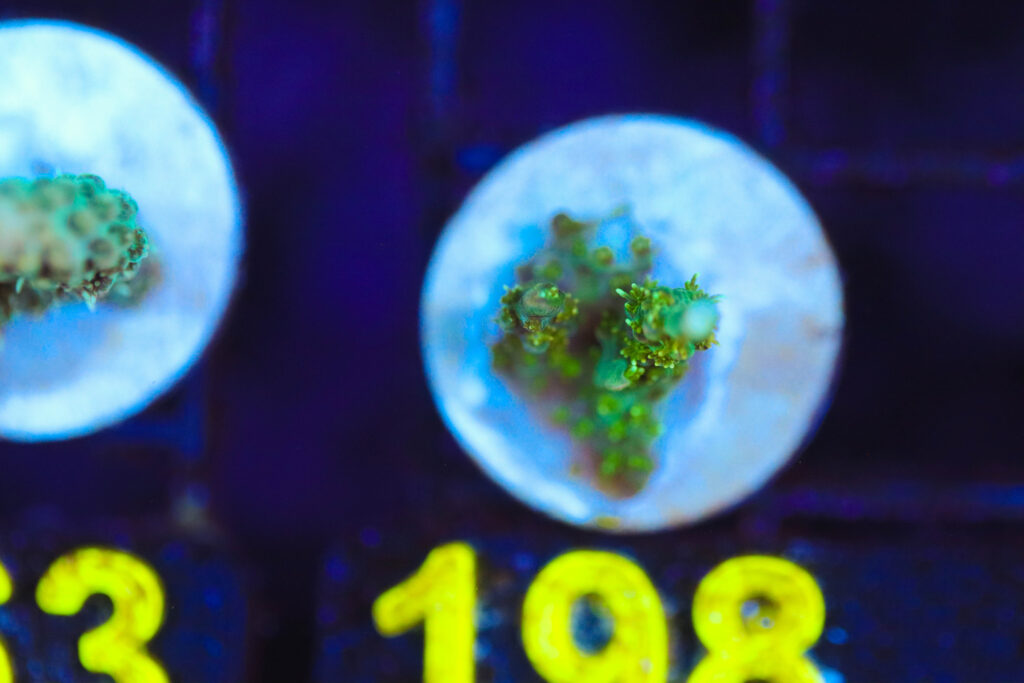 Frag Box Corals