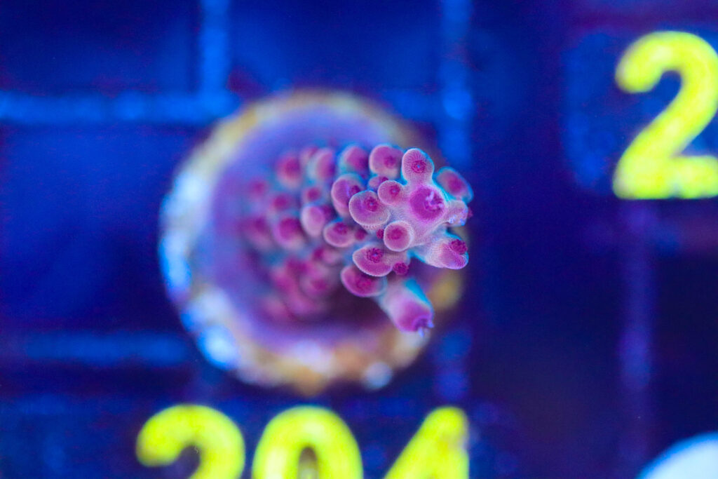 Frag Box Corals