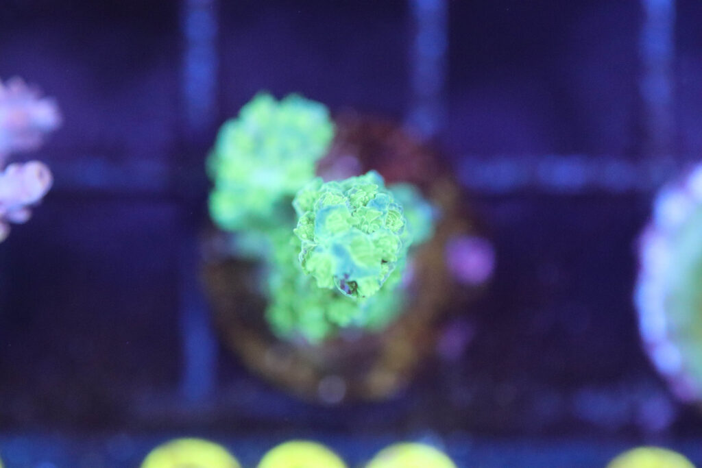 Frag Box Corals