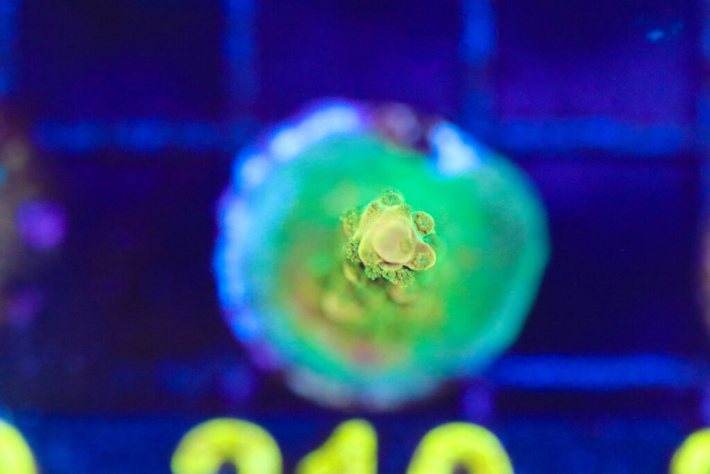 Frag Box Corals