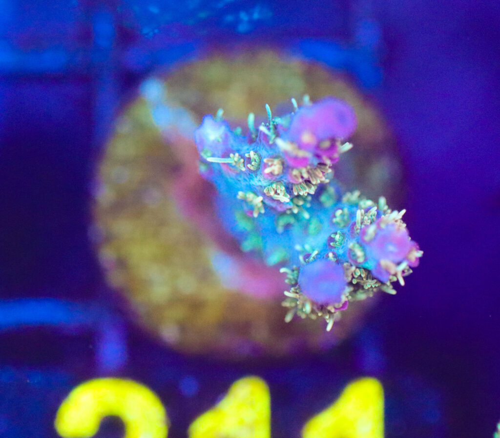 Frag Box Corals