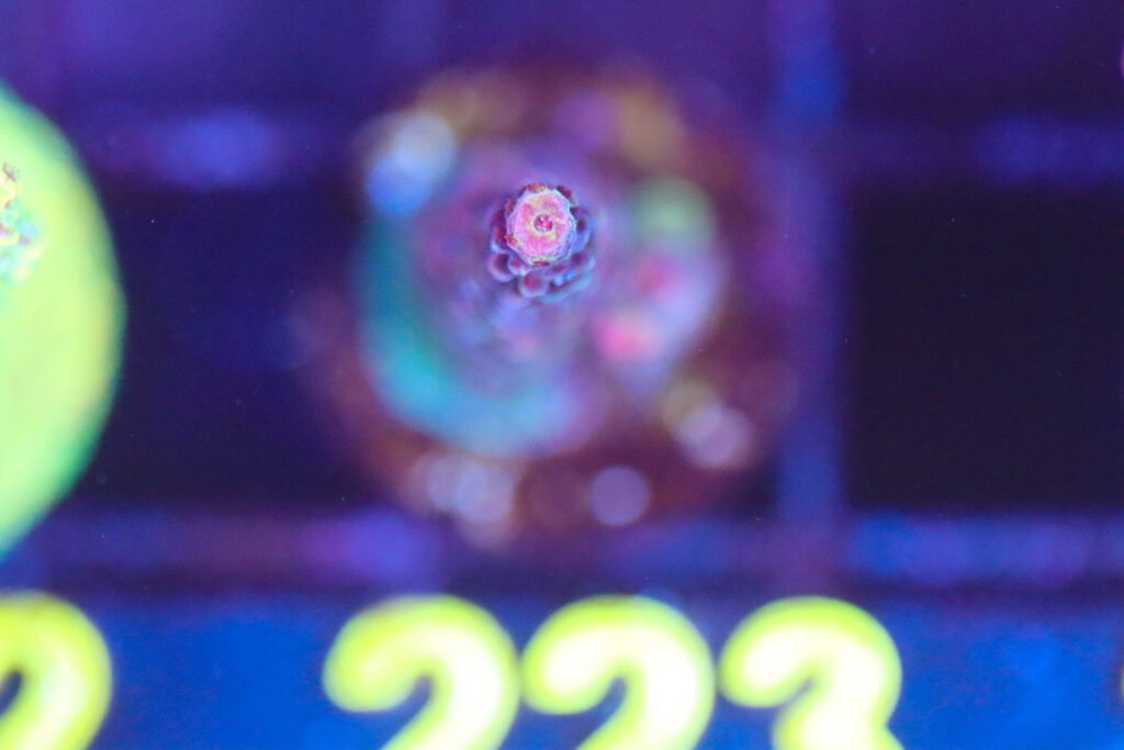 Frag Box Corals
