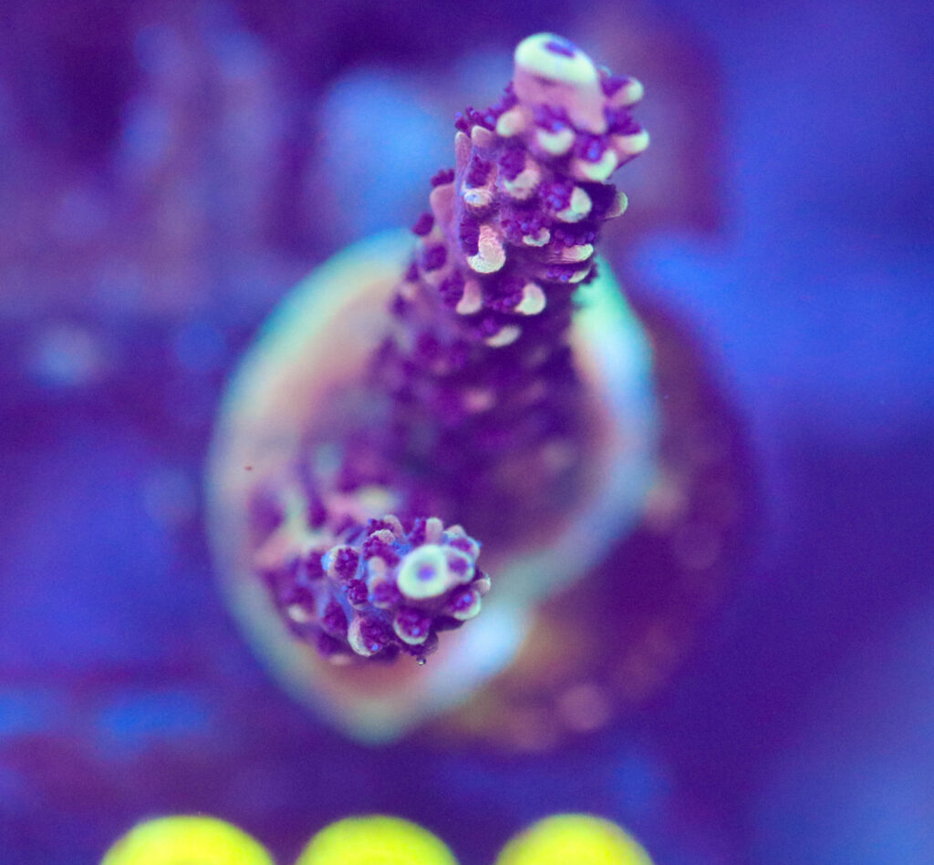 Frag Box Corals