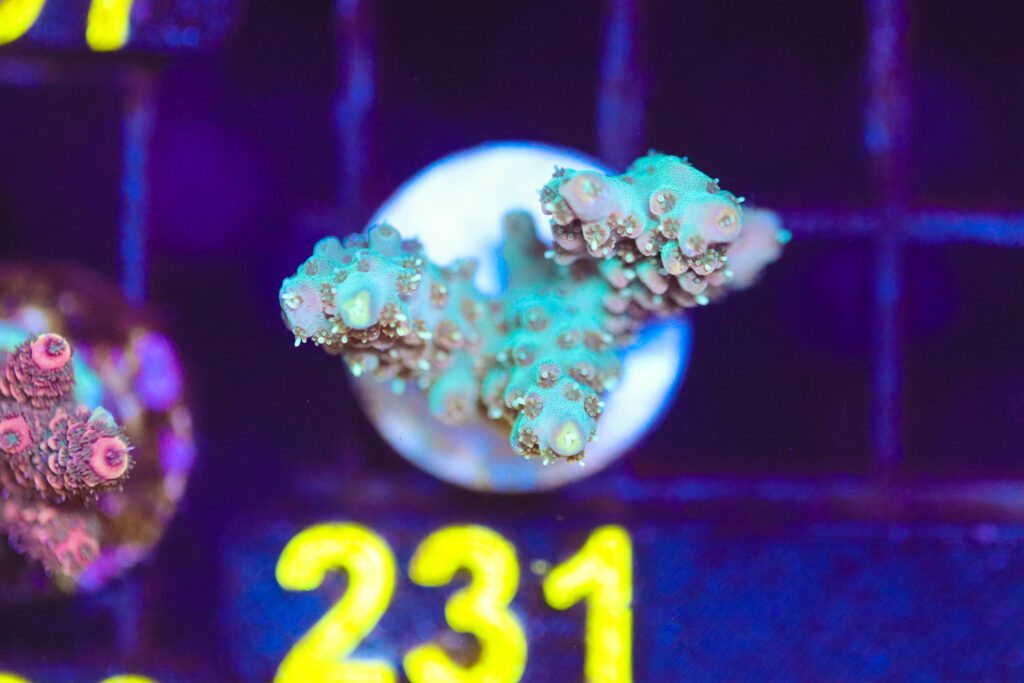 Frag Box Corals