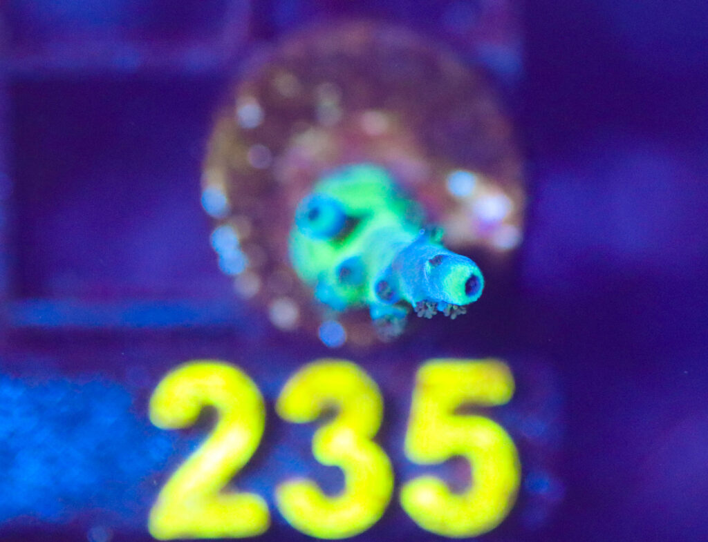 Frag Box Corals