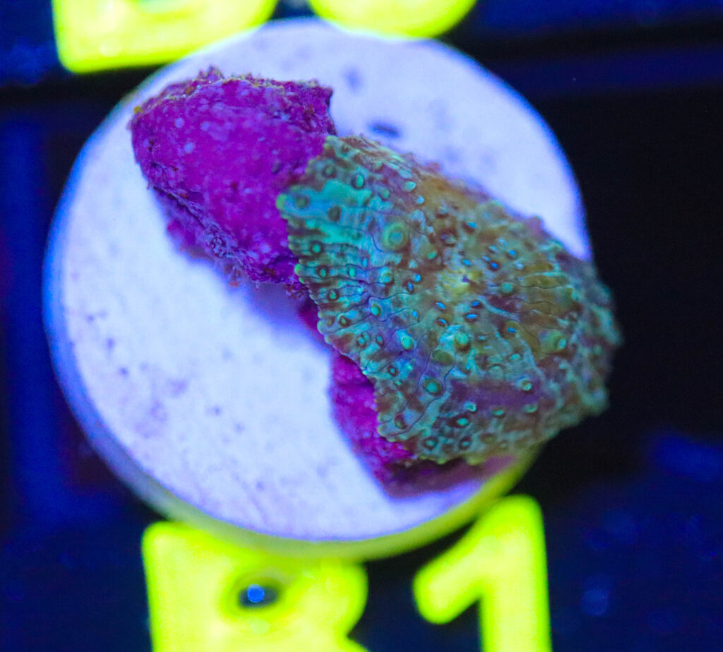Frag Box Corals